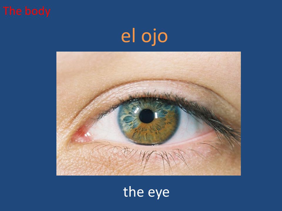 The body el ojo the eye