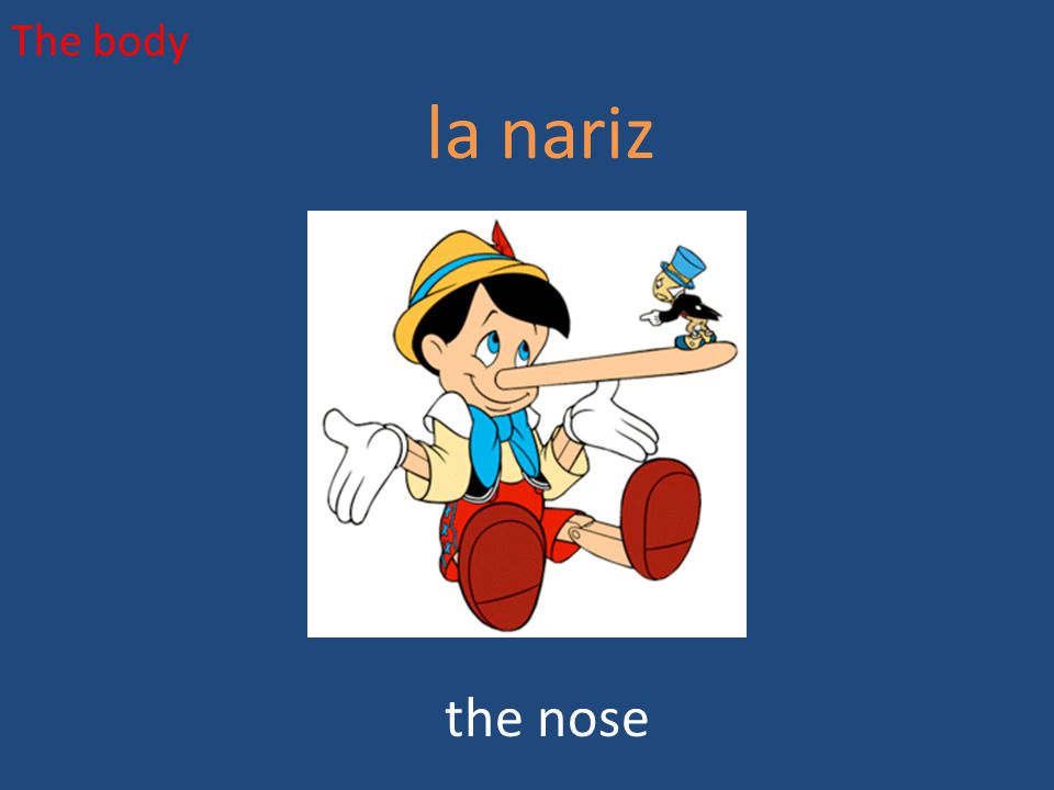 The body la nariz the nose