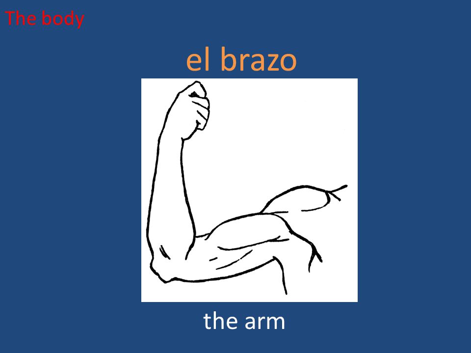 The body el brazo the arm