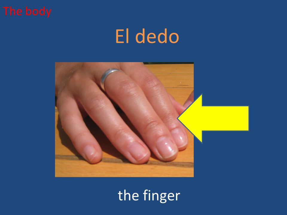 The body El dedo the finger