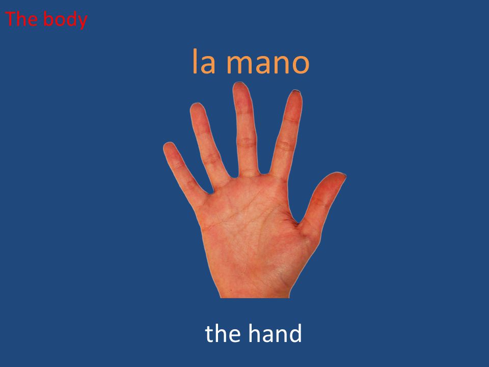 The body la mano the hand