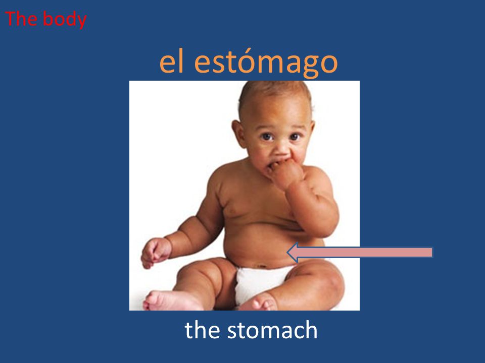 The body el estómago the stomach