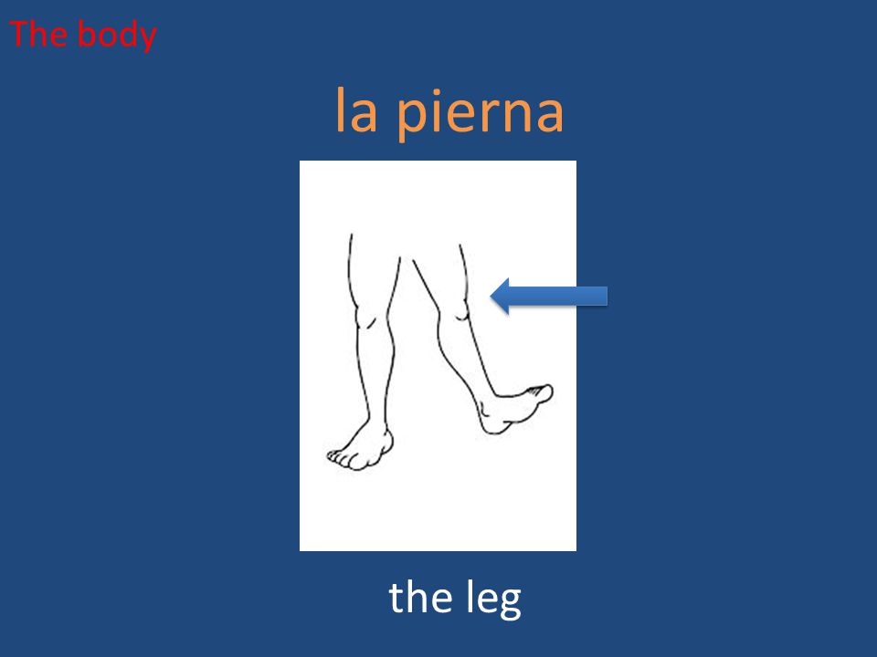 The body la pierna the leg