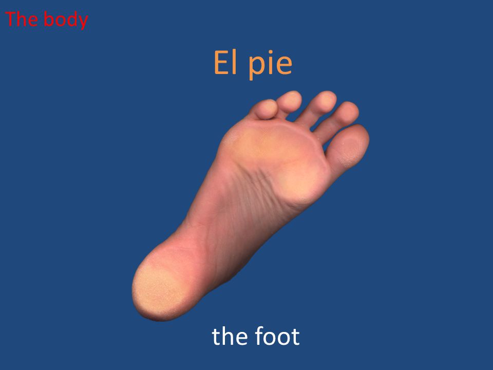 The body El pie the foot