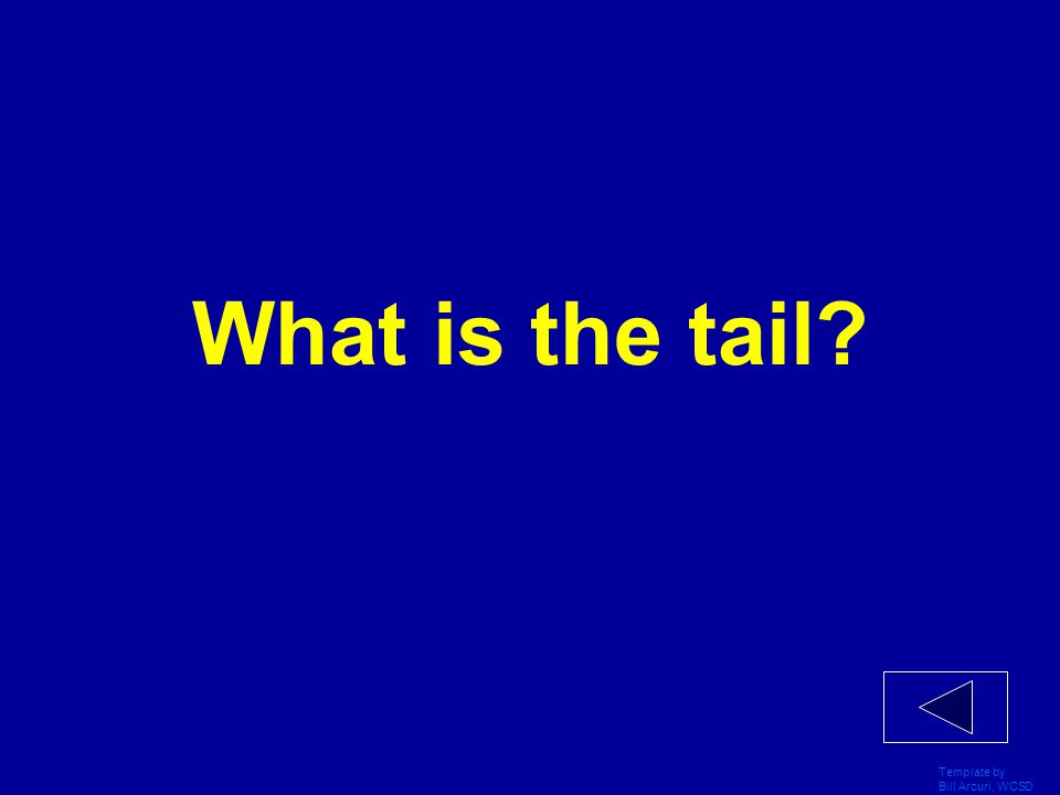What is the tail Template by Bill Arcuri, WCSD