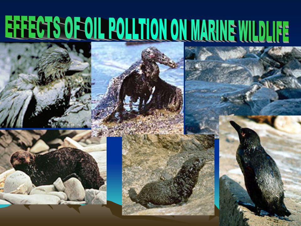 EFFECTS OF OIL POLLTION ON MARINE WILDLIFE