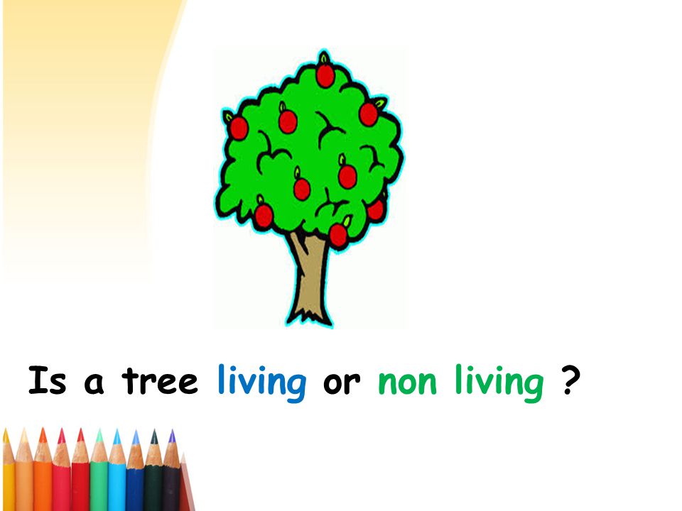 Is a tree living or non living