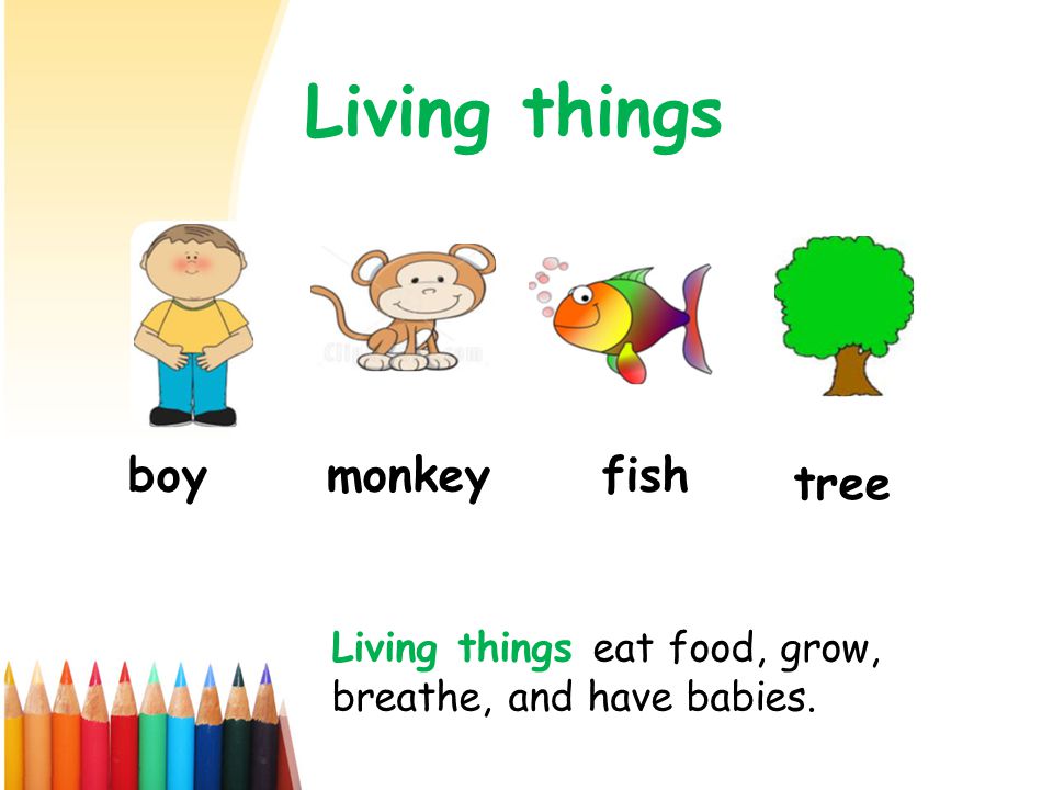 Living things boy monkey fish tree