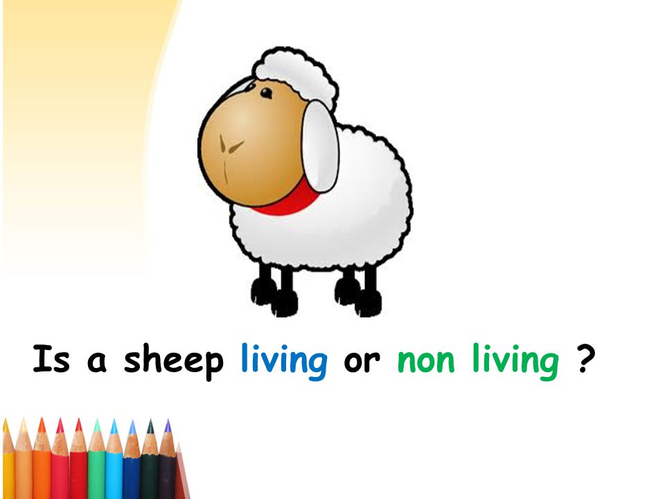 Is a sheep living or non living