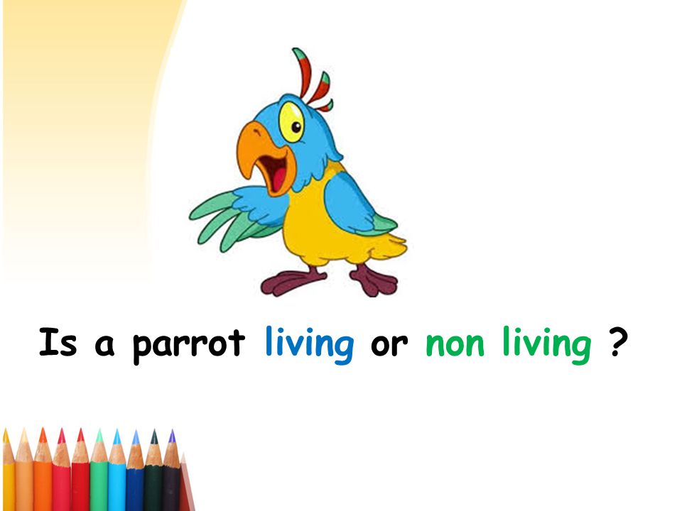 Is a parrot living or non living