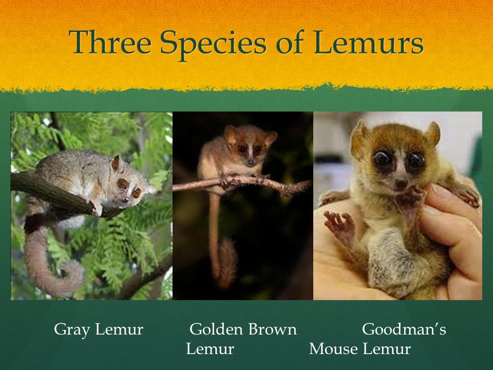 Three Species of Lemurs