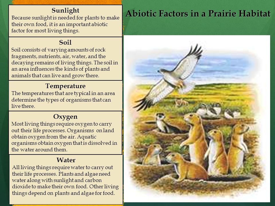 Abiotic Factors in a Prairie Habitat