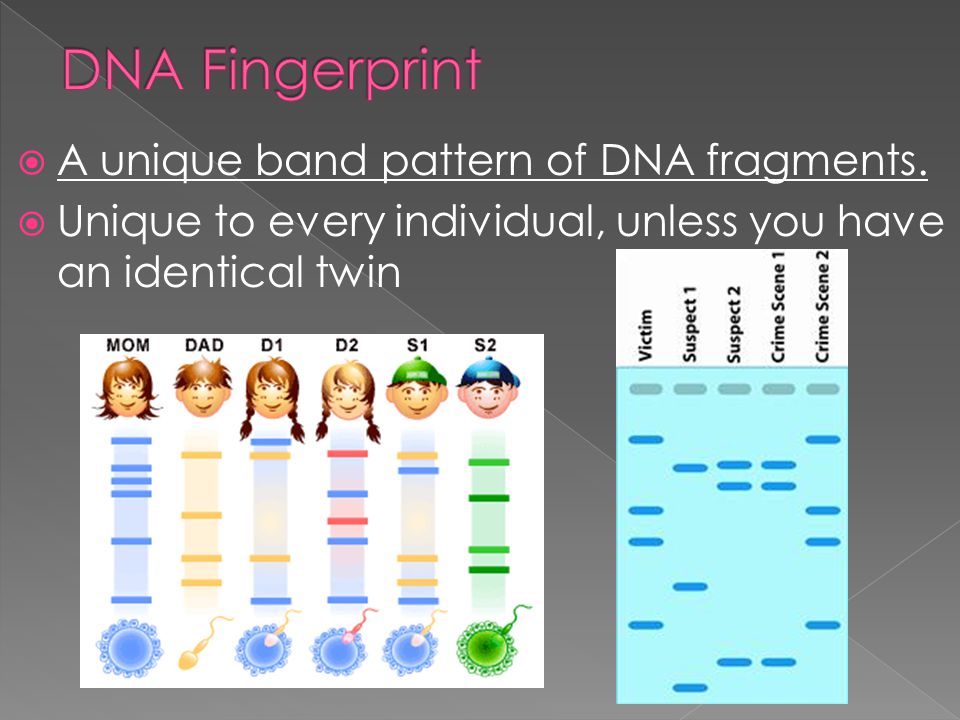 How To Read A Dna Fingerprint Chart