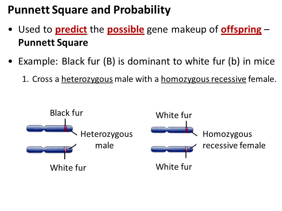 Punnett Square and Probability