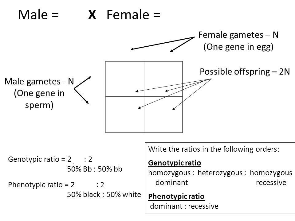Male = Bb X Female = bb Bb b bb B Female gametes – N (One gene in egg)