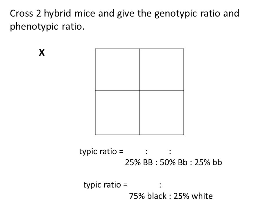 Cross 2 hybrid mice and give the genotypic ratio and phenotypic ratio.