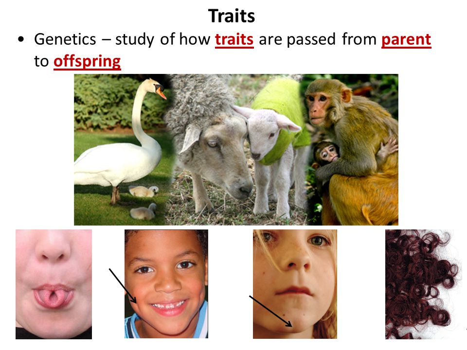 Traits Genetics – study of how traits are passed from parent to offspring