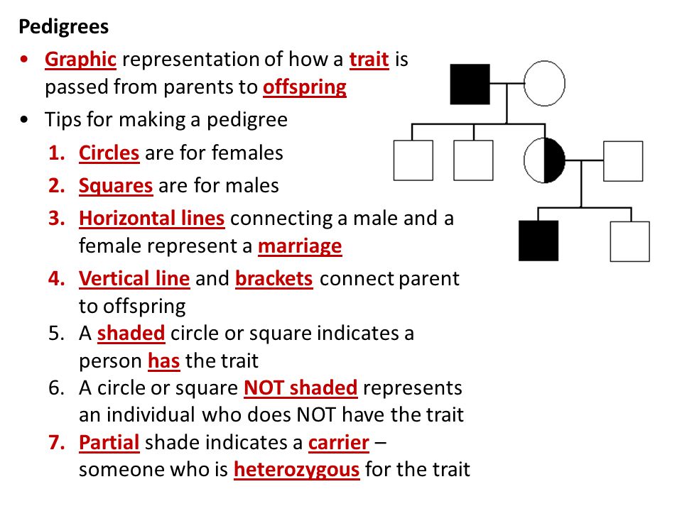 Pedigrees Graphic representation of how a trait is passed from parents to offspring. Tips for making a pedigree.