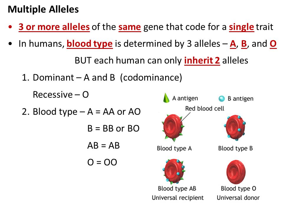 Multiple Alleles 3 or more alleles of the same gene that code for a single trait. In humans, blood type is determined by 3 alleles – A, B, and O.