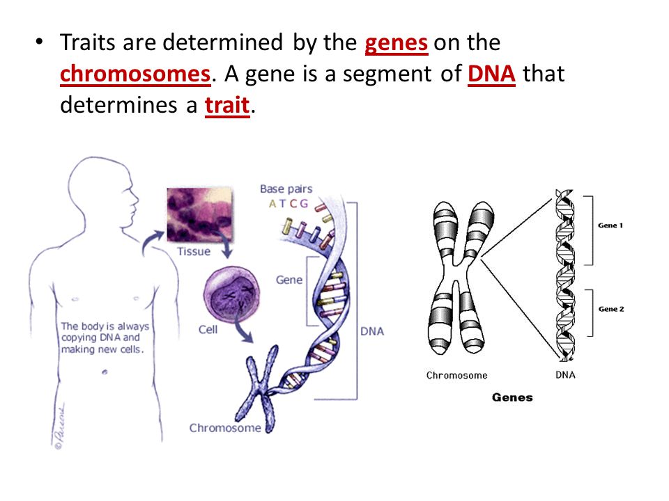Traits are determined by the genes on the chromosomes