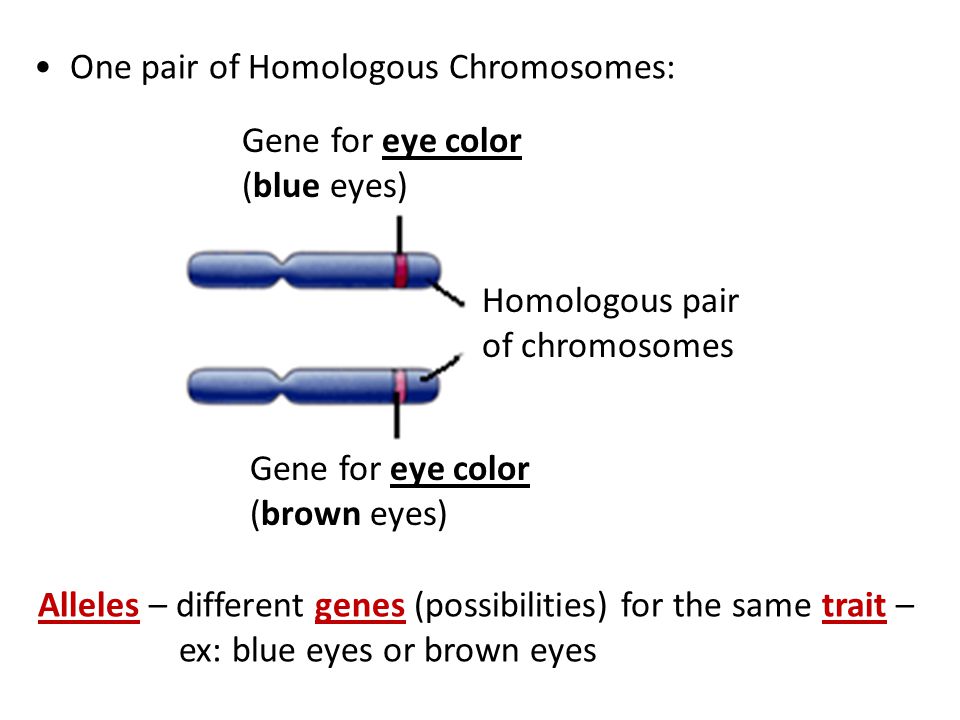 One pair of Homologous Chromosomes: