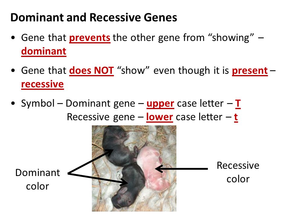 Dominant and Recessive Genes