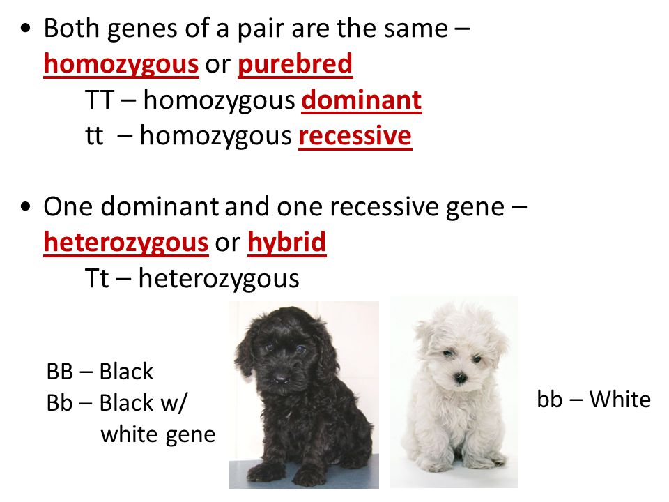 Both genes of a pair are the same – homozygous or purebred