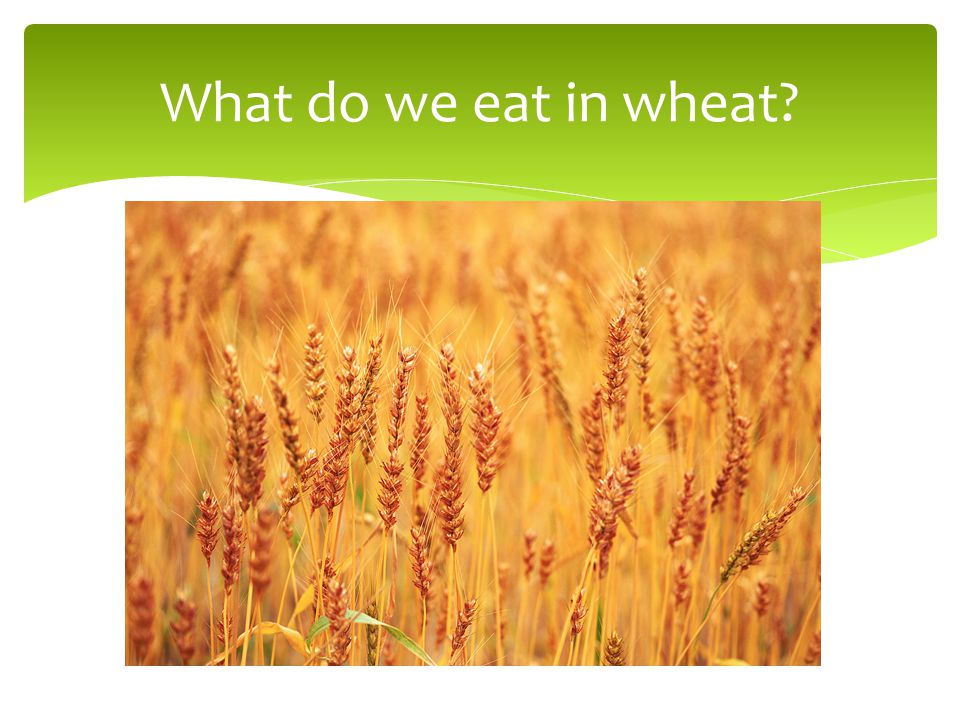 What do we eat in wheat