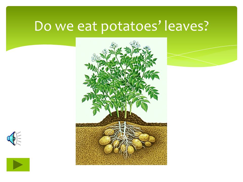 Do we eat potatoes’ leaves