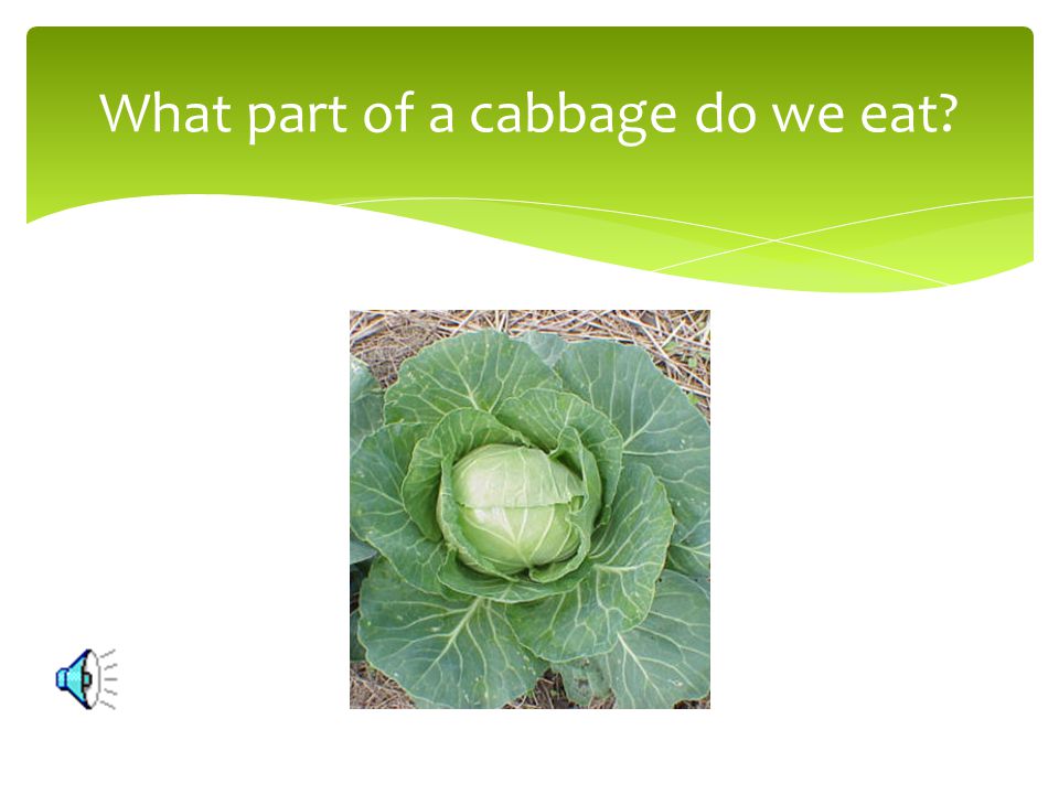 What part of a cabbage do we eat