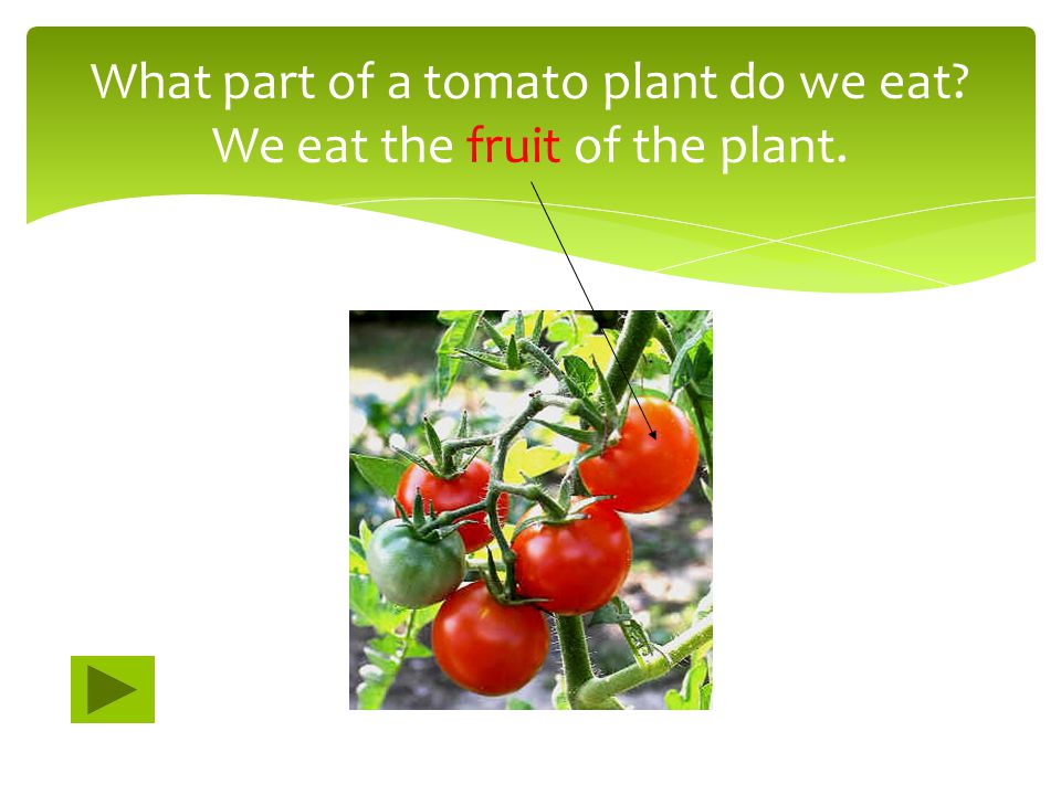 What part of a tomato plant do we eat We eat the fruit of the plant.