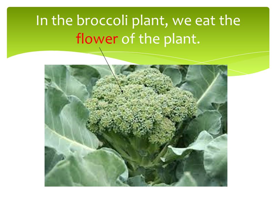 In the broccoli plant, we eat the flower of the plant.