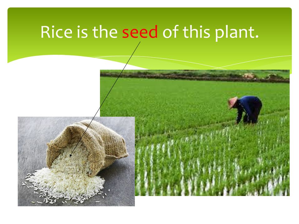 Rice is the seed of this plant.