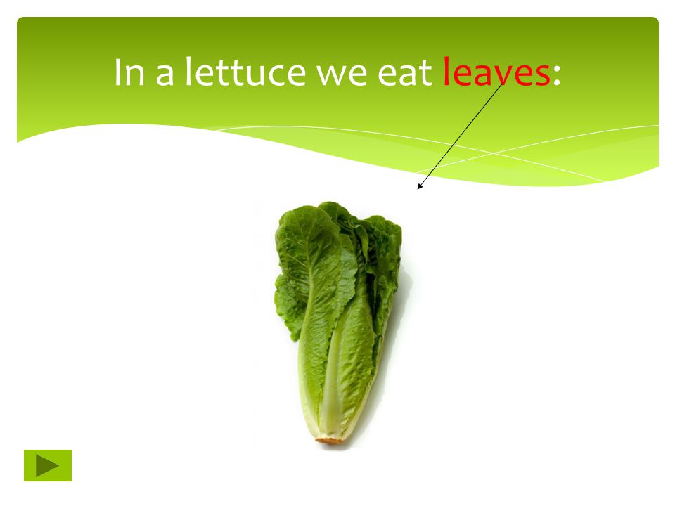 In a lettuce we eat leaves: