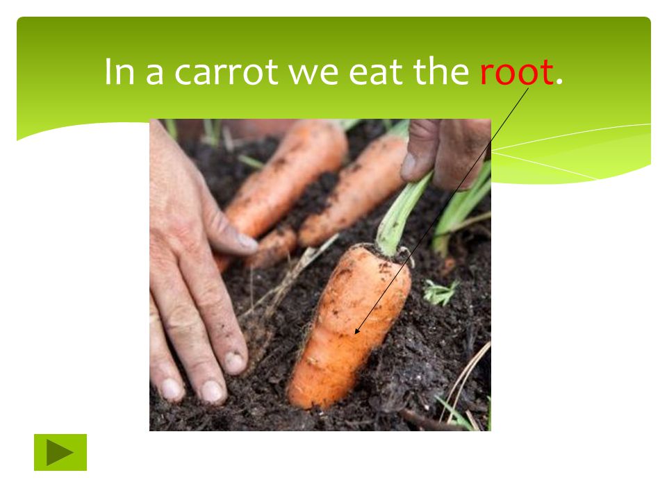 In a carrot we eat the root.