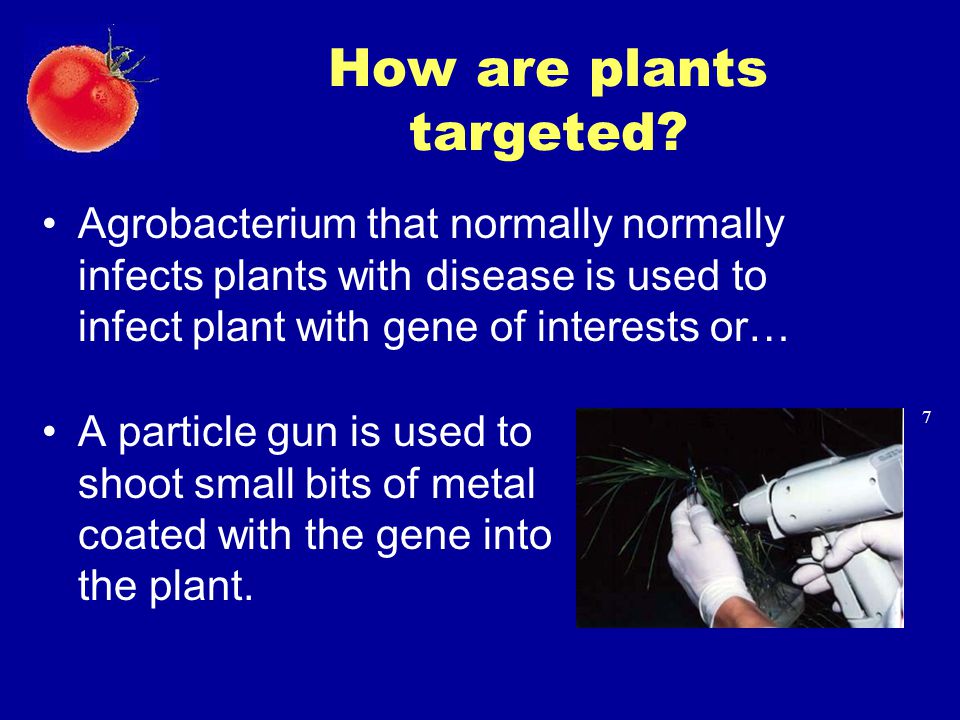 How are plants targeted