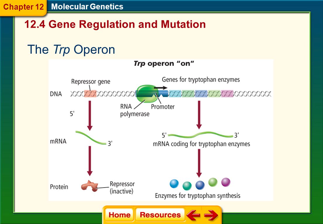 Chapter 12 Molecular Genetics Ppt Video Online Download