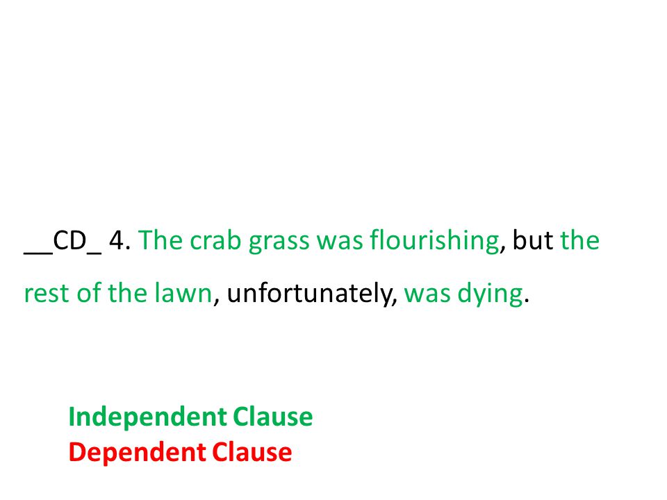 __CD_ 4. The crab grass was flourishing, but the rest of the lawn, unfortunately, was dying.