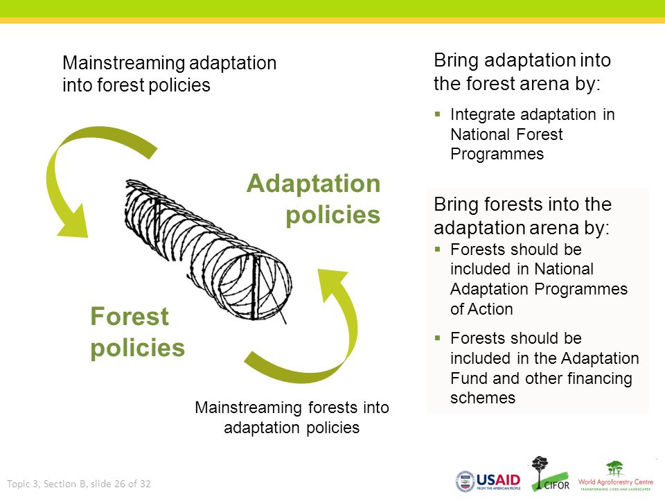 Mainstreaming adaptation into forest policies