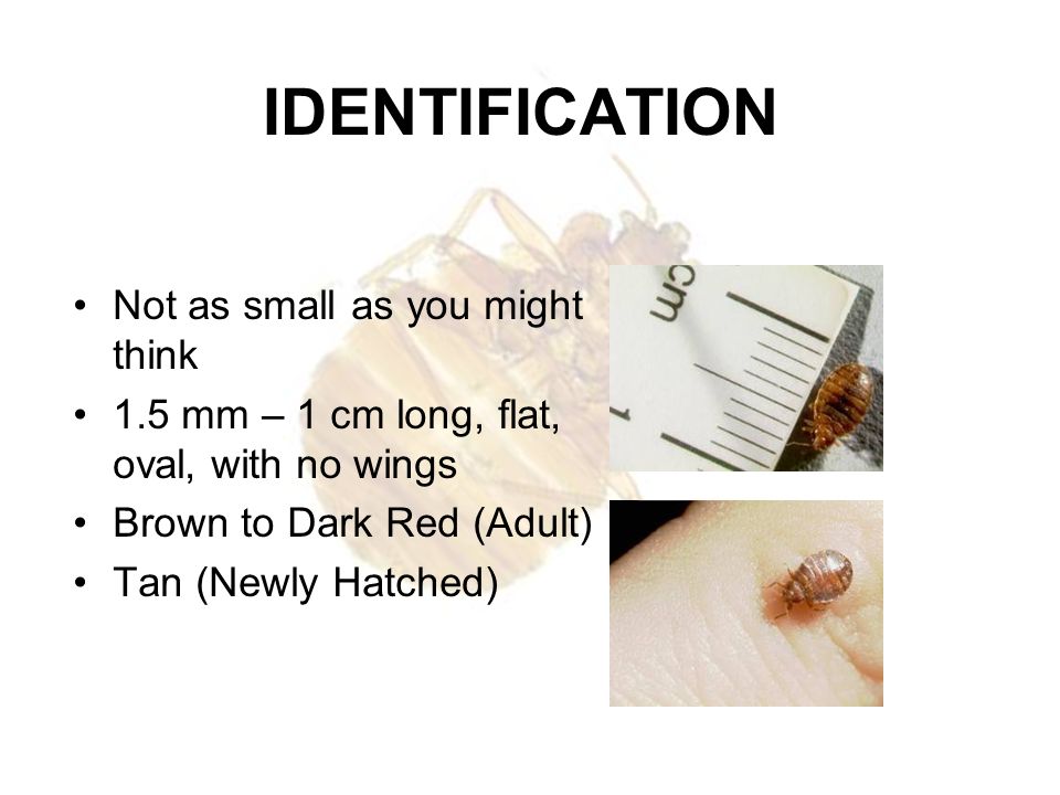 IDENTIFICATION Not as small as you might think
