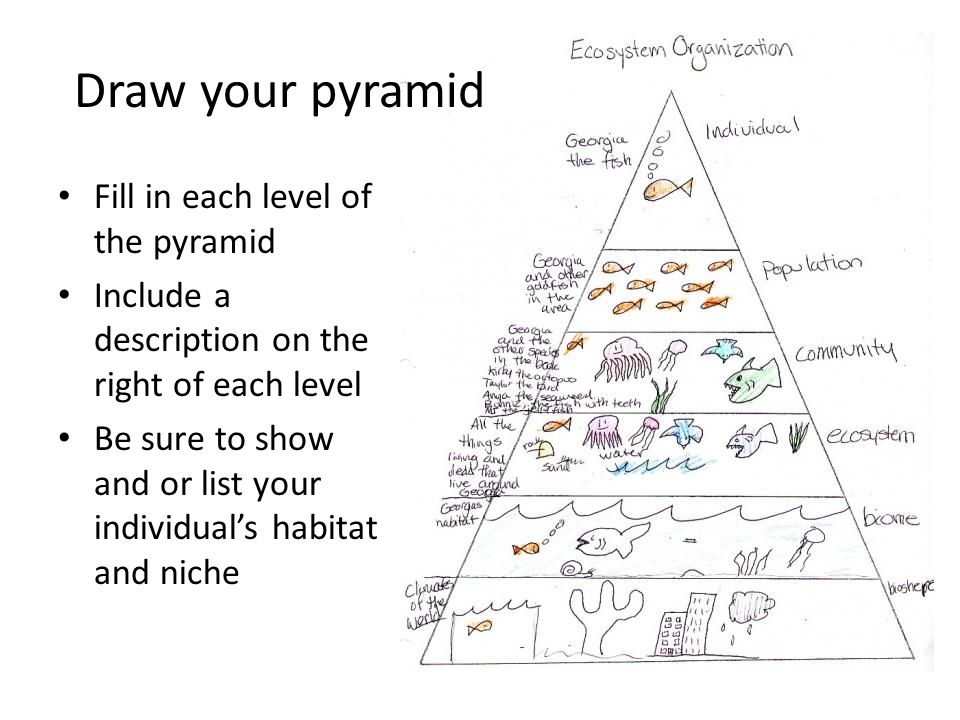 Draw your pyramid Fill in each level of the pyramid