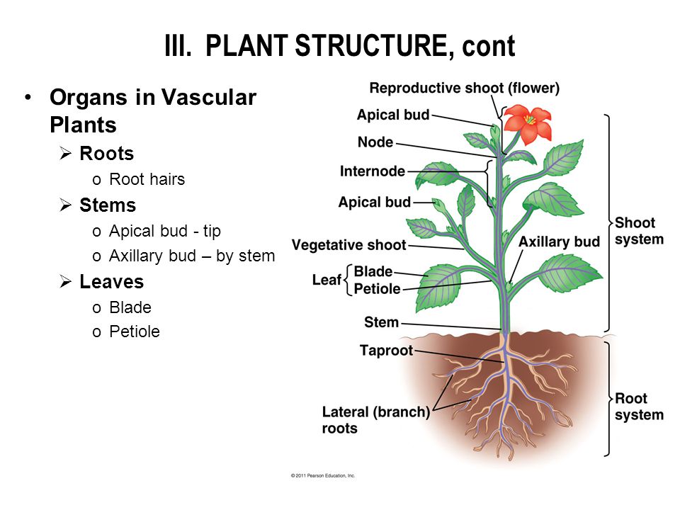 Plant structure. Axillary Bud. Structure of the vegetative Bud. Plant Organs. Generative and vegetative Organs..