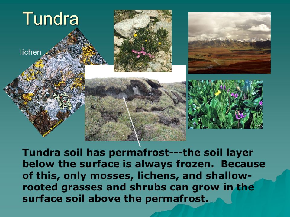 Tundra lichen.