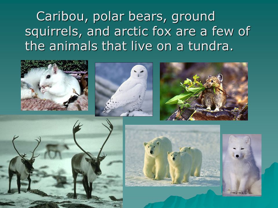 Caribou, polar bears, ground squirrels, and arctic fox are a few of the animals that live on a tundra.