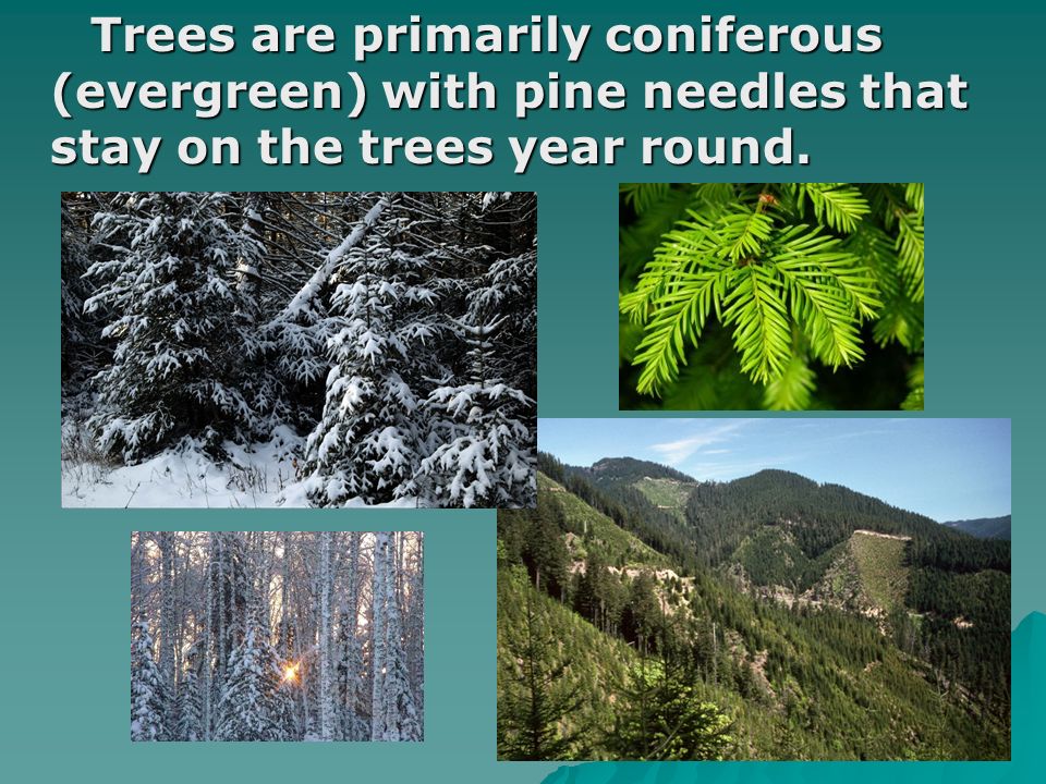 Trees are primarily coniferous (evergreen) with pine needles that stay on the trees year round.