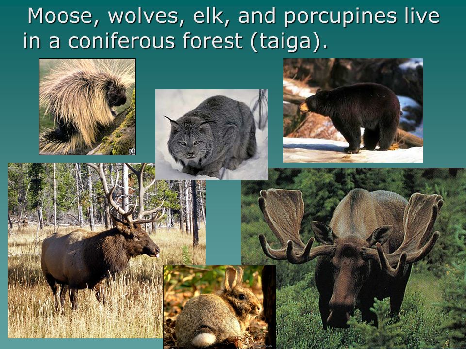 Moose, wolves, elk, and porcupines live in a coniferous forest (taiga).