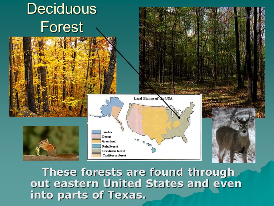 Deciduous Forest These forests are found through out eastern United States and even into parts of Texas.