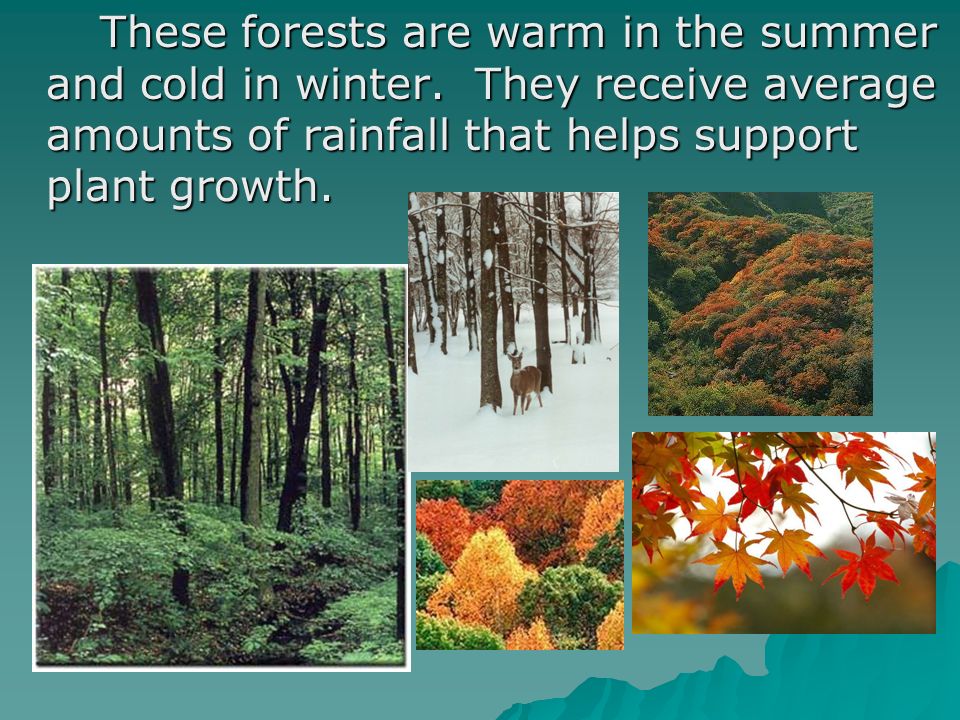These forests are warm in the summer and cold in winter