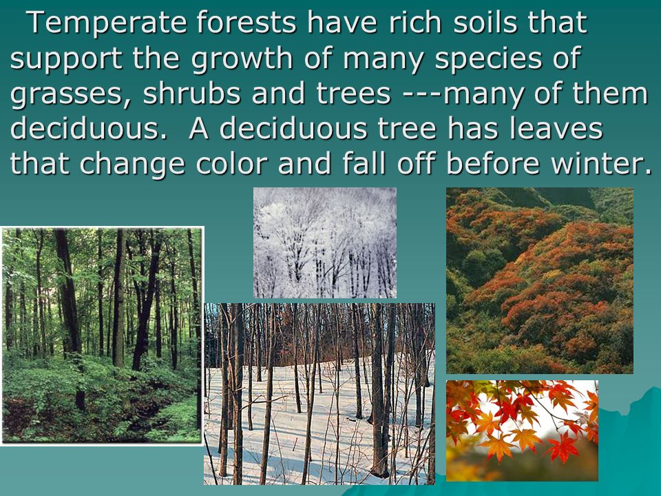 Temperate forests have rich soils that support the growth of many species of grasses, shrubs and trees ---many of them deciduous.