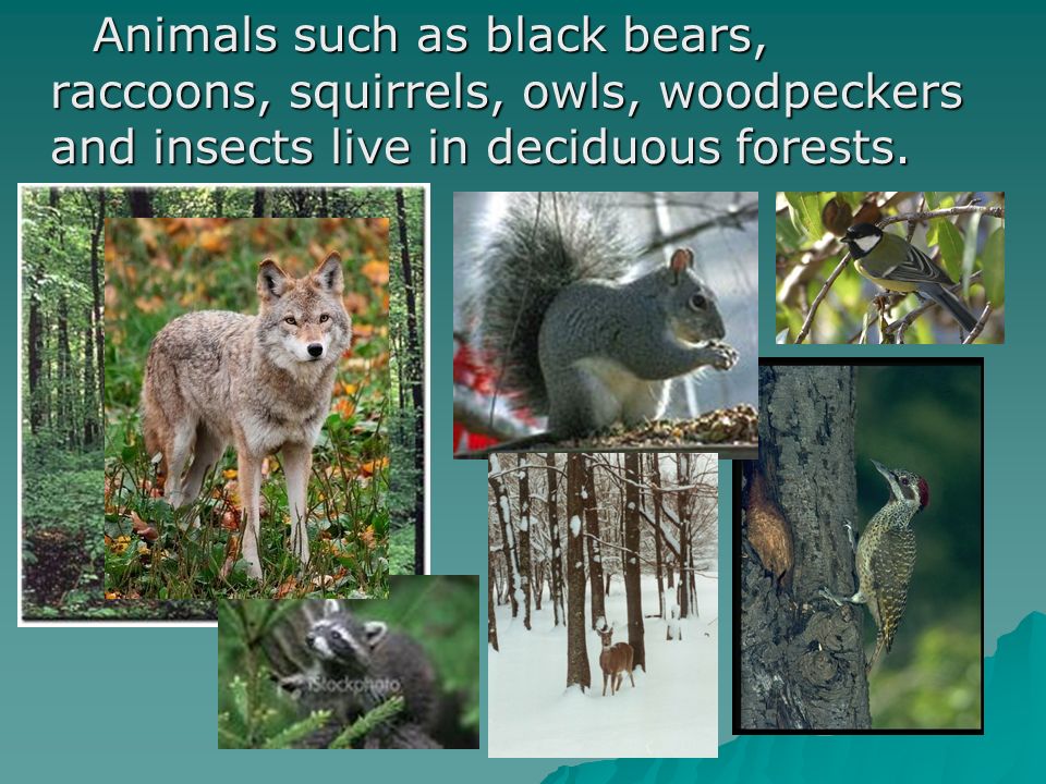 Animals such as black bears, raccoons, squirrels, owls, woodpeckers and insects live in deciduous forests.
